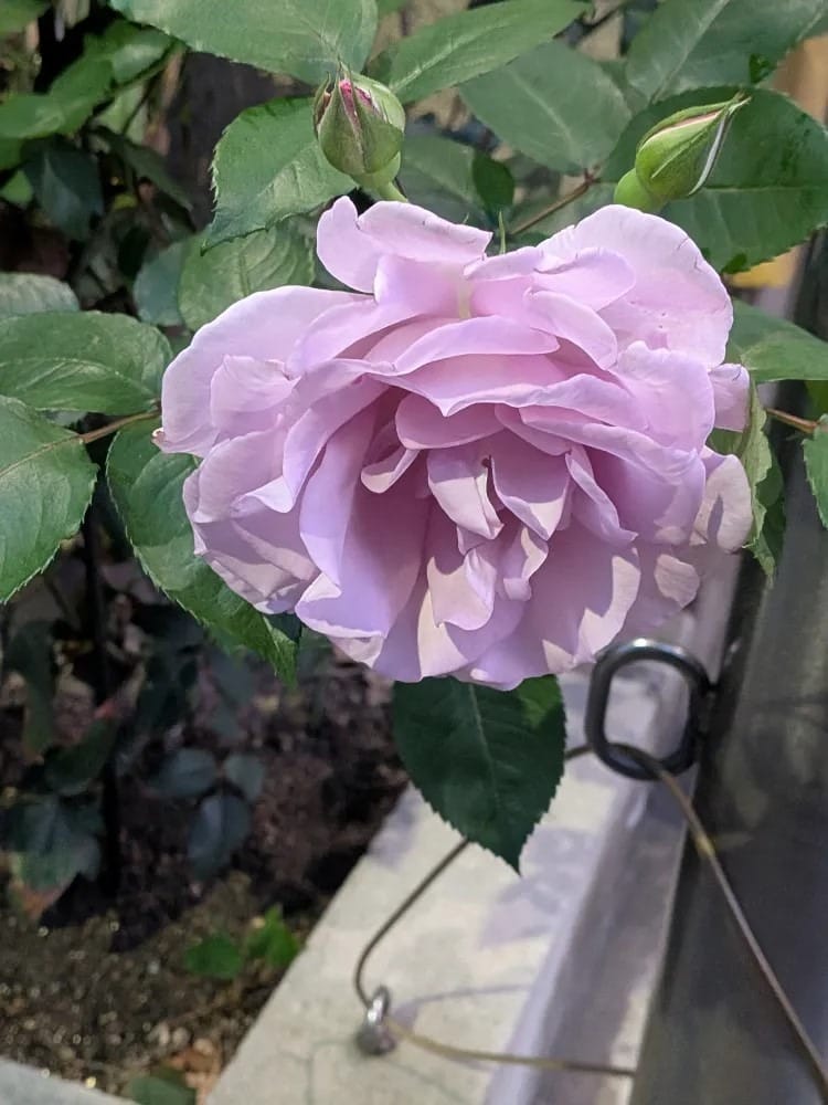 ‪舞花(まいか)‬